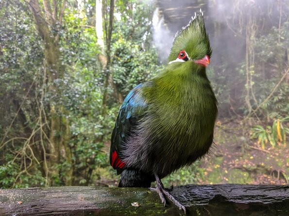 Skip the Line: Birds of Eden Admission Ticket - Important Restrictions