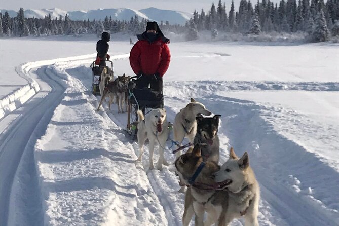 Small-Group Dog Sledding Experience in Sterling - Reviews and Customer Feedback