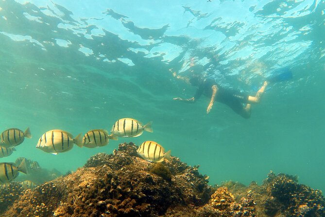 Small-Group Snorkel Adventure in San Jose Del Cabo - Positive Guest Feedback