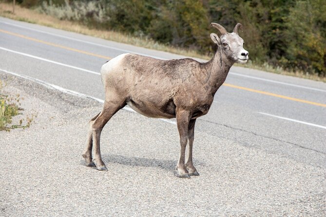 Smartphone Audio Driving Tour Between Banff and Calgary - Exploring Indigenous Histories