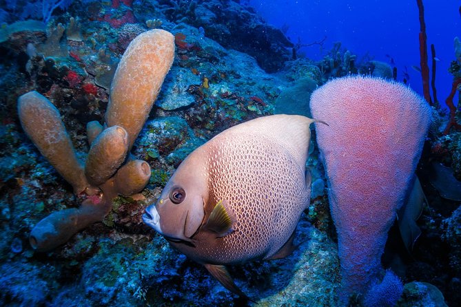 Snorkel Boat Tour in Search of Turtles - Tour Duration and Preparation