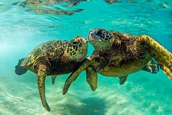 Snorkel/Swim With the Turtles Experience - Personalized and Unforgettable Experiences