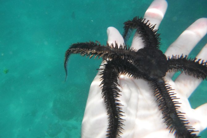 Snorkel Tour in Las Gatas Water Break - Accessibility and Restrictions