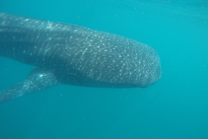 Snorkel Tour With Whale Shark in La Paz - Unique Highlights of the Tour