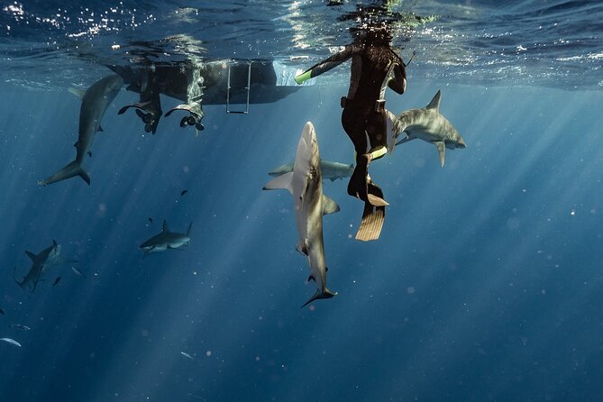 Snorkel With Sharks on the North Shore of Oahu - Traveler Reviews