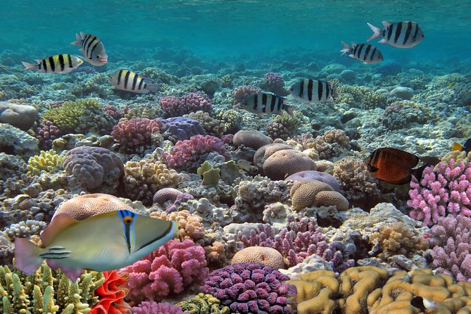 Snorkeling Adventure at Isla Mujeres Includes Lunch and Open Bar - Catamaran Sailing and Snorkeling