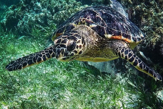Snorkeling Guided Activity in Puerto Morelos Mexico - Memorable Experiences