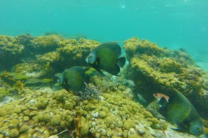 Snorkeling Tour (with Light Refreshments) - Health Restrictions
