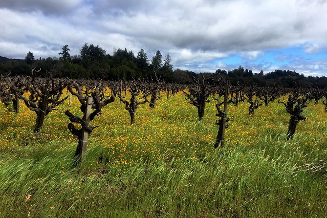 Sonoma & Healdsburg Wine Tours - Booking and Pricing