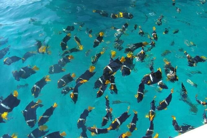 South Shore Private Sightseeing Cruise in Puerto Vallarta - Crew and Service Praise