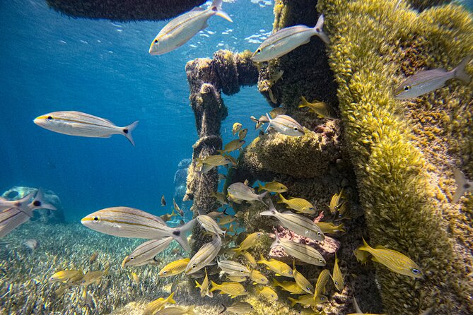 Suncay SNUBA Diving Adventure With Lunch - Getting to the Meeting Point
