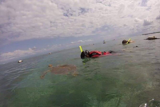 Swim With Akumal Turtles - Turtle Conservation Efforts