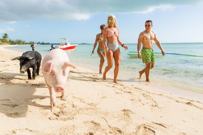 Swimming Pigs of Rose Island & Sea Turtle Viewing Group Tour - Inclusions and Exclusions