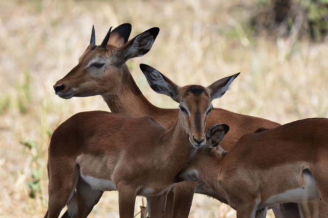 Tanzania Experience Safari and Tours - About the Company