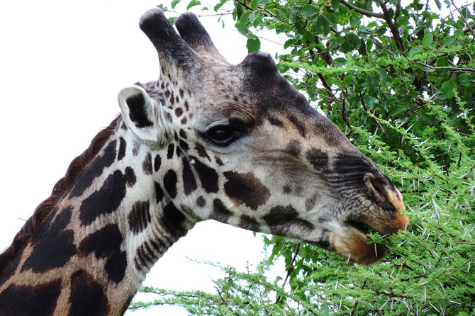 Tanzania Safari - The Great Migration in the North of the Serengeti and Lake Natron - Travel Tips and Recommendations