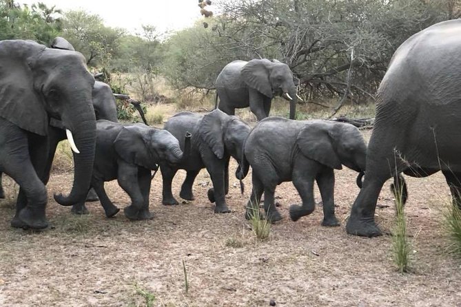Tanzania Safari With Guide in Italian, the Great Migration of the Serengeti - Traveler Testimonials and Reviews