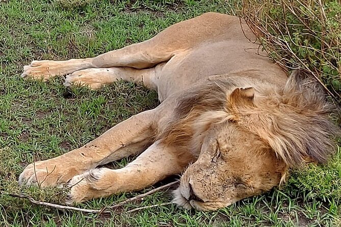 Tanzania Wildlife Safari Budget Camping - Tips for a Successful Safari