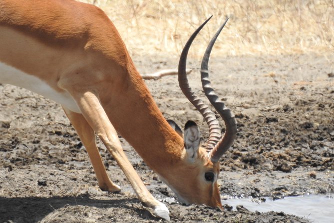 Tarangire Day Trip From Arusha - Traveler Reviews and Ratings