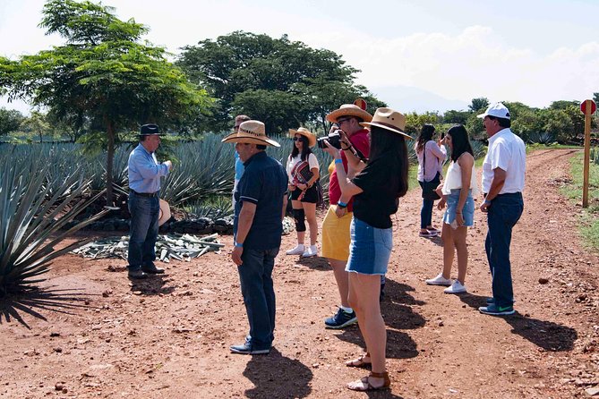 Tequila Distillery Experience, Jose Cuervo & Tequila Magic Town - Exploring the Vibrant Tequila Town