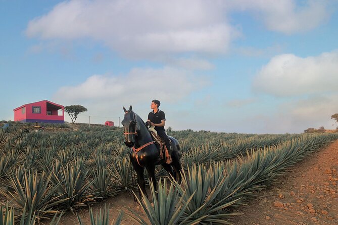 Tequila Tour With Tasting. - Tequila and the Tasting Experience