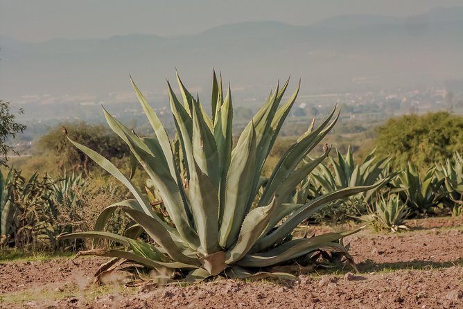 The Best of Oaxaca Walking Tour & Mezcal Tasting - Traveler Reviews