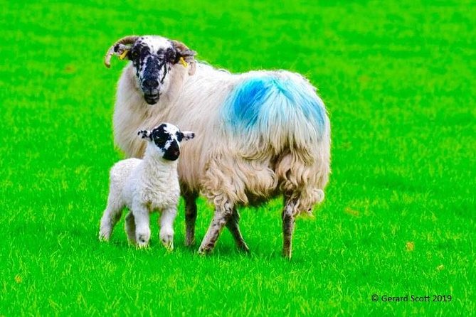 The Cliffs of Moher Day Tour - Frequently Asked Questions