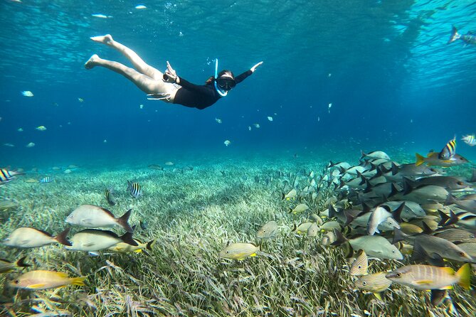 The Cozumel Turtle Sanctuary Snorkel Tour - Snorkeling the Turtle Sanctuary
