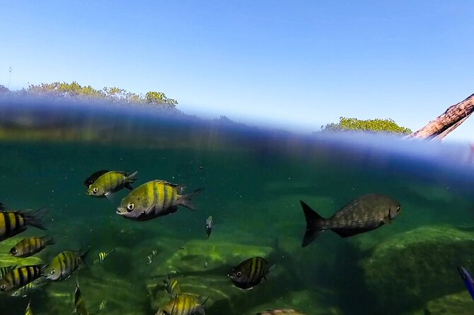 The Great Snorkeling Adventure at the Riviera Maya Private Tour - Pricing and Cancellation Policy