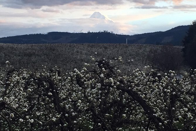 The Hood-Columbia Loop: Timberline, Orchards, and Waterfalls - Outdoor Adventures and Wildlife