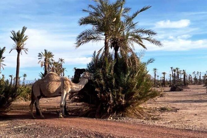 The Majorelle Garden With Ticket and the Palm Grove on Camelback - Camelback Palm Grove Adventure