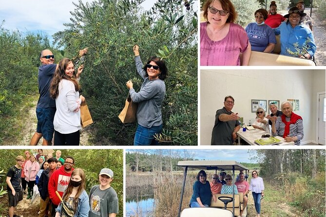 The Olive Grove Tour - Planning Your Visit