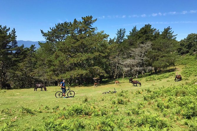 The Train Track Trail Mountain Bike Ride - Private Experience - Convenient Pickup and Meeting Points