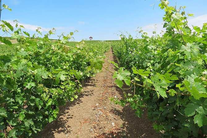 Thracian Valley Wine Tasting - Private Day Tour From Plovdiv - Traditional Bulgarian Snacks Pairing