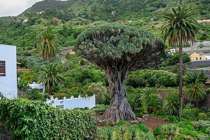 Ticket to Parque Del Drago in Tenerife - Frequently Asked Questions