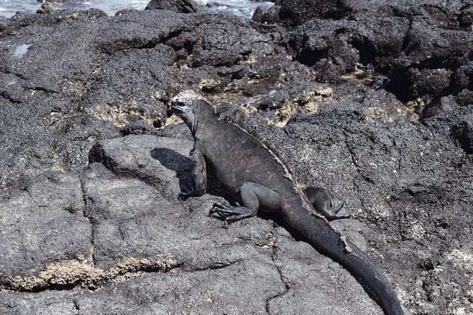 Tintoreras Islet Tour From Isabela - Hiking & Snorkeling in Galapagos Islands - Customer Reviews
