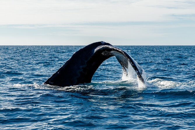 Tour in Cabo Whale Watching With an Expert Captain - Booking Information