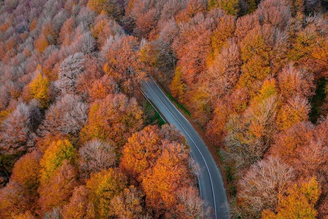 Tour in the Forest of Sabadur and the Chronicler of Georgia. - Nature Photography Opportunities