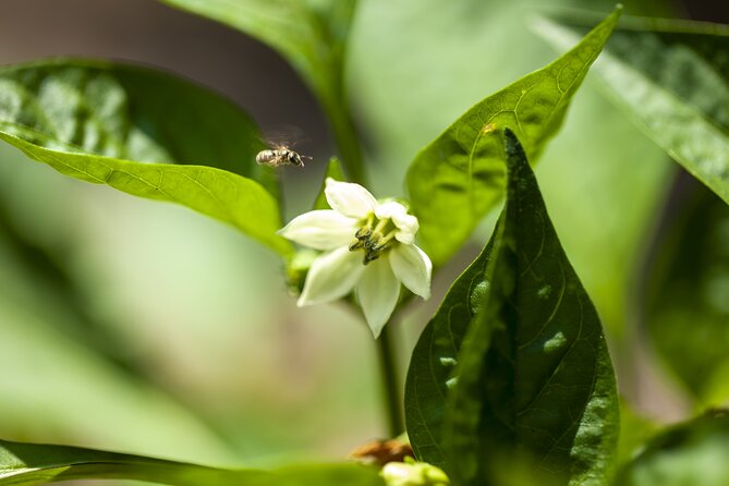 Tour in the Heady Scents of Our Garden in Ragusa - Hands-On Interaction With Plants