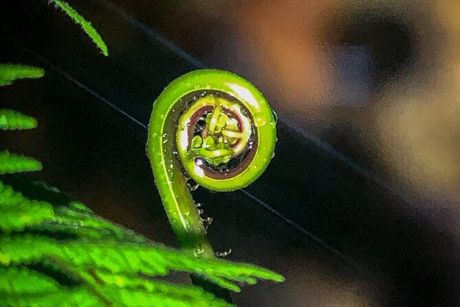 Tour in the Monteverde Reserve Cloud Forest - Questions About Your Stay