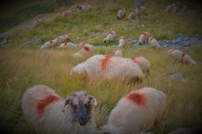 Transfagarasan, Vidraru and Poenari Fortress Tour From Sibiu - Exploring Charming Towns Along the Route