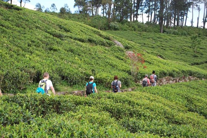 Trekking & Picnic in The Tea Plantation From Ella, Haputale & Bandarawela - Reviews and Ratings