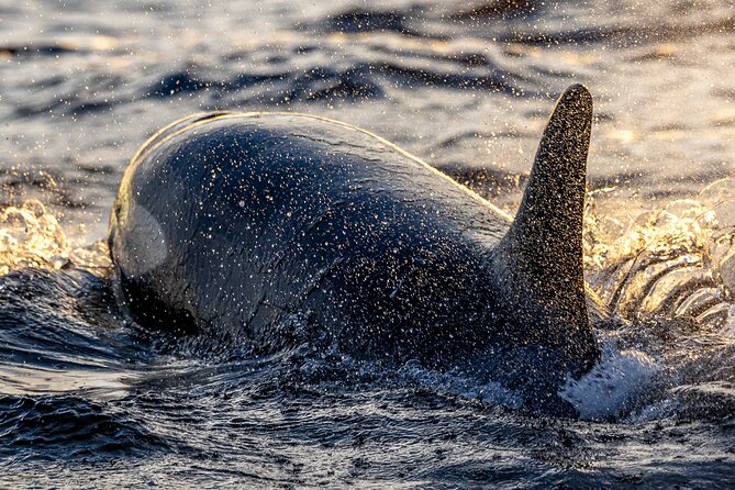 Tromsø: Skjervøy RIB Whale Watching Tour With Drinks & Snack - Confirmation and Cancellation