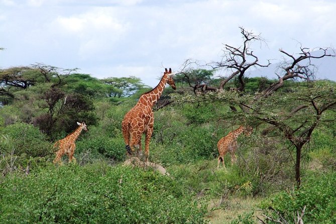 Tsavo East Amboseli and Tsavo West Safari 4 Days Starting Malindi - Customer Reviews and Ratings