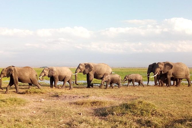 Tsavo East & West, Amboseli 5days From Mombasa - Private Tour Experience