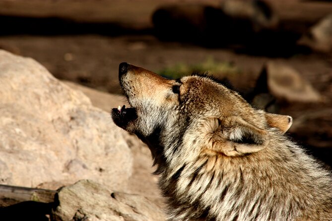 Tsitsikamma Wolf Sanctuary Guided Tour & Day Pass - Visitor Reviews