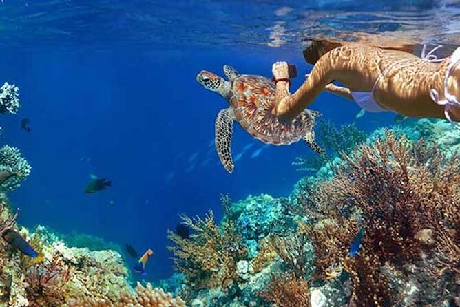 Tulum Area Experiences Guided Snorkeling Tour - Casa Cenote + Ocean Reef & Lunch - Accessibility and Conditions