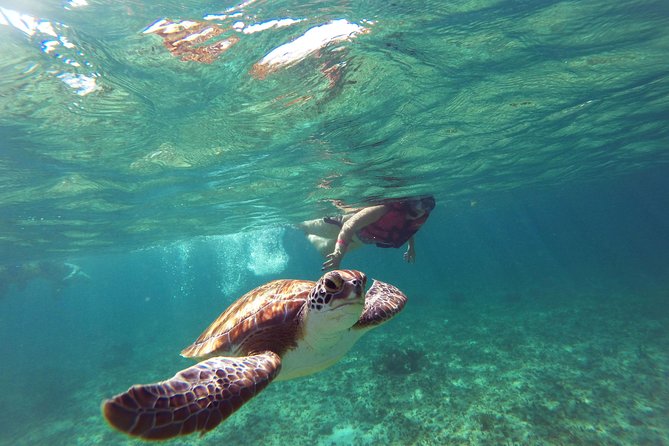 Tulum Ruins, Turtles in Akumal and Cenote Tour - Arrival and Check-in
