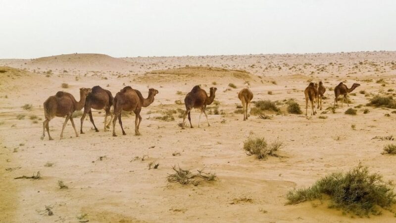 Tunisia: 5-Day Private Discovery Tour - Daily Itinerary: Day 3
