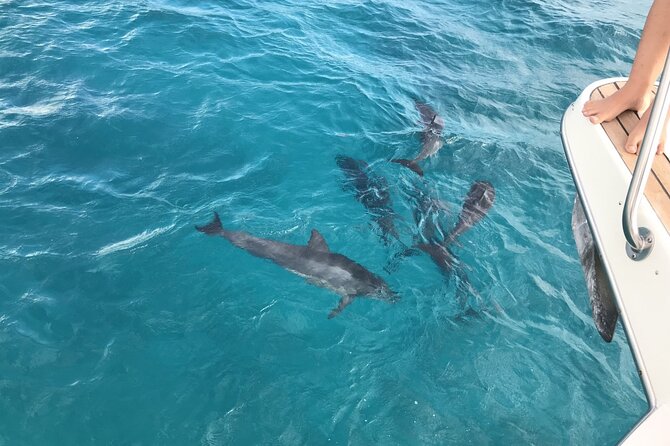 Turtle and Ocean Wildlife Snorkeling Adventure! - Customer Reviews