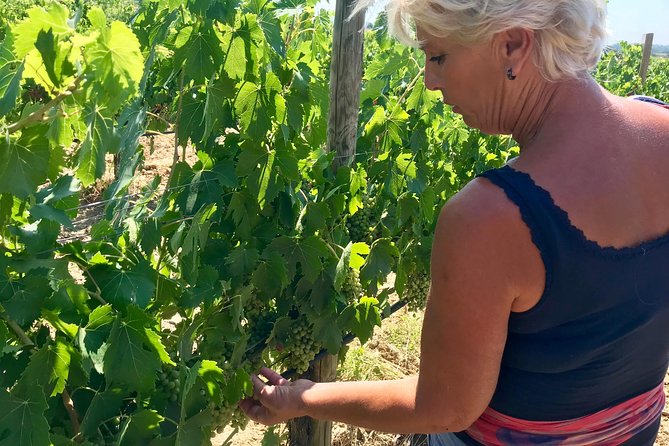 Tuscany Winery Tour and Tasting  - Siena - Local Specialties and Pairings